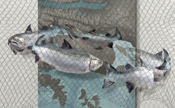 Salmonicultura en áreas protegidas: el costo es la viabilidad