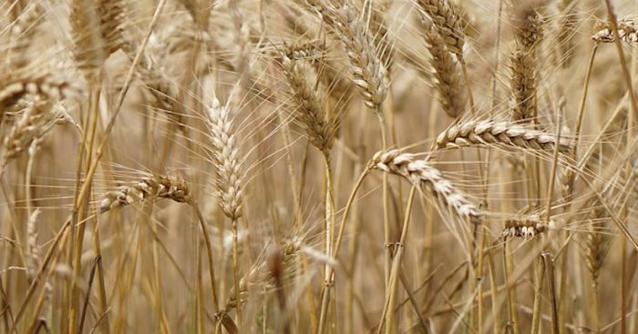 Más de 200 científicos describen con exactitud el genoma del trigo