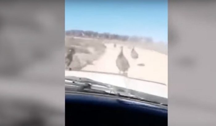 Maltrato animal: Detienen a australiano que se grabó mientras atropella a más de diez aves Emúes
