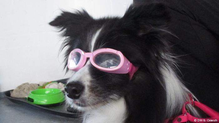 Miopía: las mascotas también pueden necesitar lentes