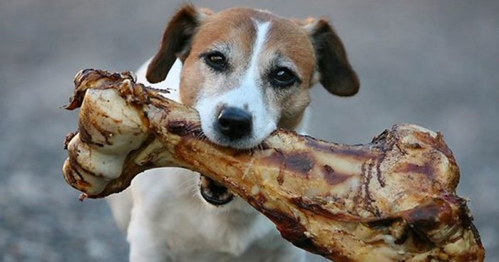 Etología clínica veterinaria vs. “psicología canina”