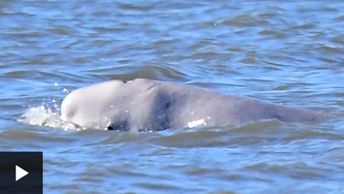 La ballena beluga que se perdió en medio del río Támesis cerca de Londres
