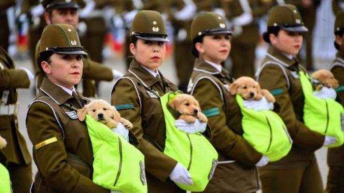 El momento más esperado de la Parada Militar: revive el paso de la Escuela de Adiestramiento Canino de Carabineros