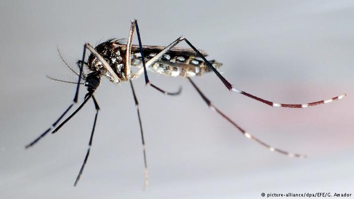 Pájaros, murciélagos y otras especies ingieren microplástico a través de mosquitos