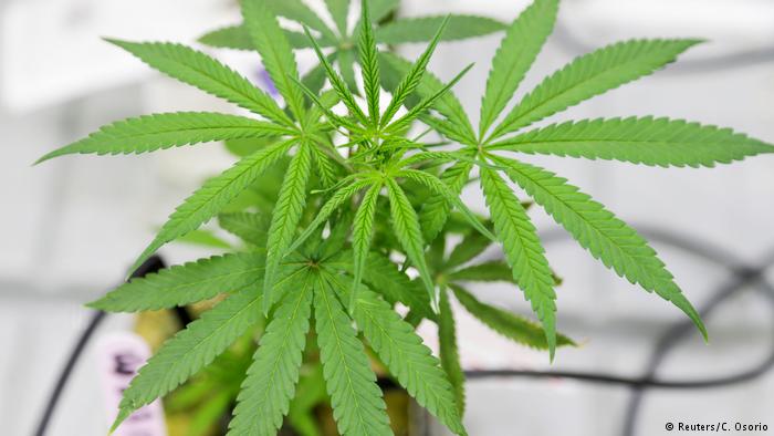 Cannabis: ¿la fuente de la juventud para el cerebro de adultos mayores?