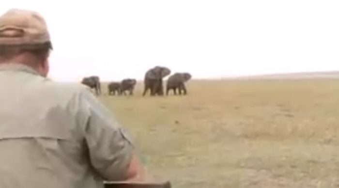 Cazadores le disparan a Elefante y su manada completa los persigue