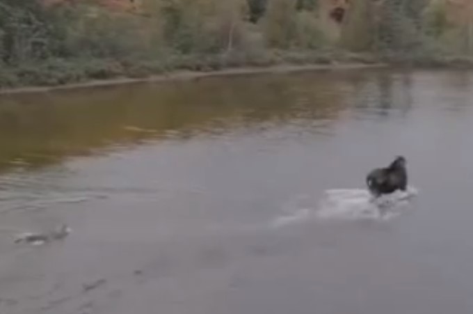 Increíble pelea entre un alce y un lobo es captada por un dron