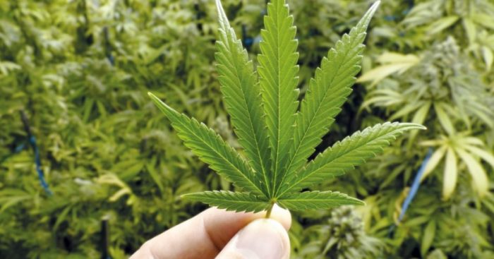 Senda descarta propuesta parlamentaria para despenalizar la marihuana: «Nuestro foco principal es la prevención»