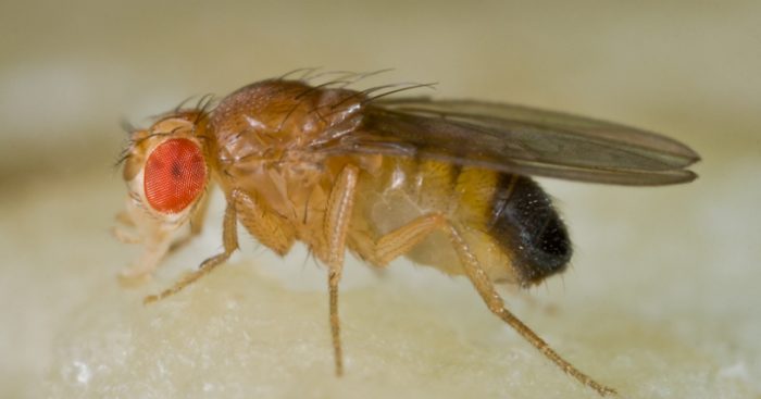Con mosca del vinagre estudian trastornos de sueño observados en pacientes con autismo