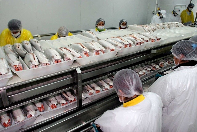Efecto estallido: Manifestaciones impactan industria del salmón