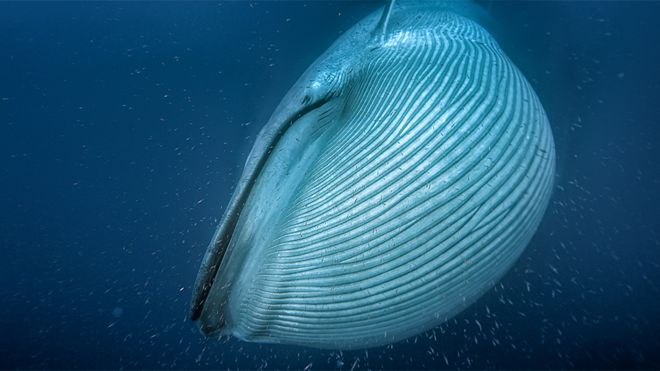 Satélite ayuda a hacer un exhaustivo conteo de las ballenas del mundo