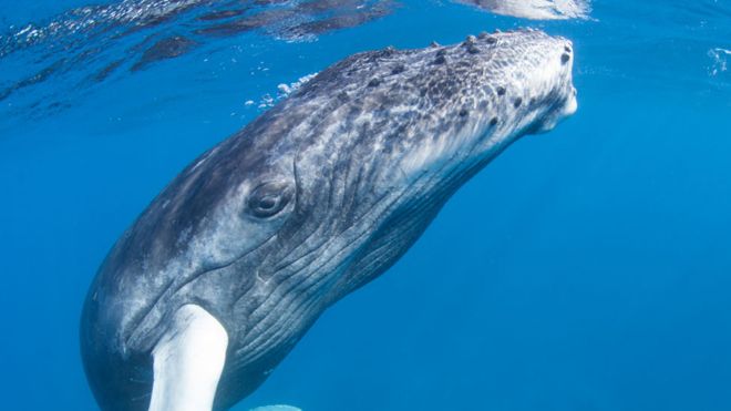 Los enormes tapones de cera de los oídos de las ballenas que relatan la historia de sus estresantes vidas