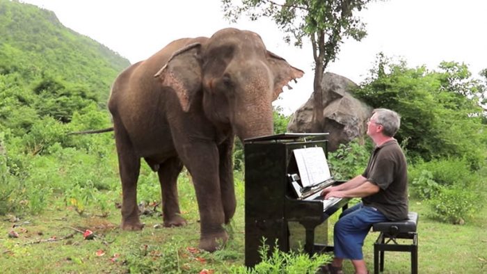 Pianista toca música a elefantes ciegos en un santuario en Tailandia