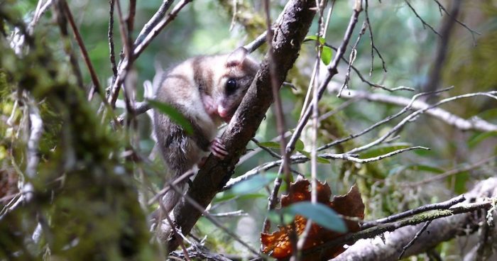 Científicos chilenos publican primer estudio a nivel mundial sobre los genes de la hibernación en marsupiales  