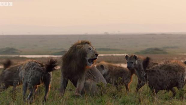 Un león es atacado por una veintena de hienas y es el video más angustiante de este año