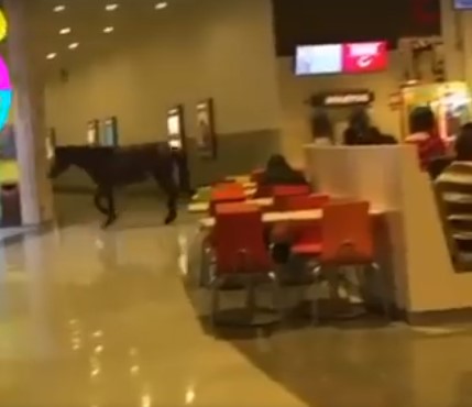 El caballo que entró a Happyland en un mall de Coronel