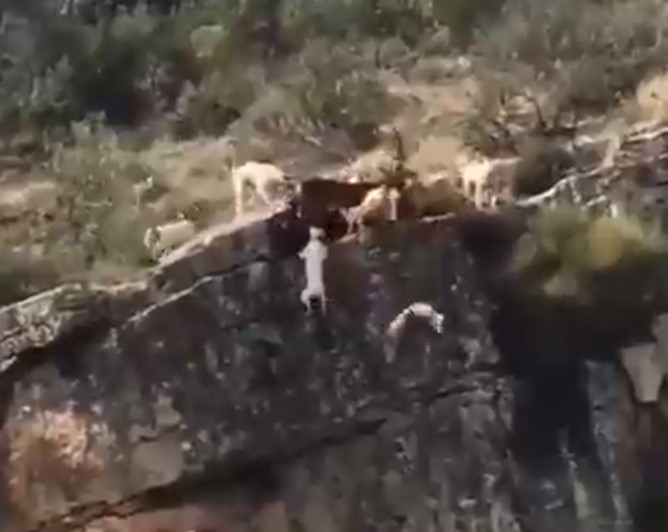 Terrible: 12 perros y un ciervo caen desde un barranco para no ser cazados