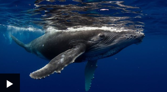 ¿Por qué las ballenas jorobadas cambian su canto?