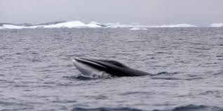 Japón reanuda su caza de ballenas pese a la oposición internacional