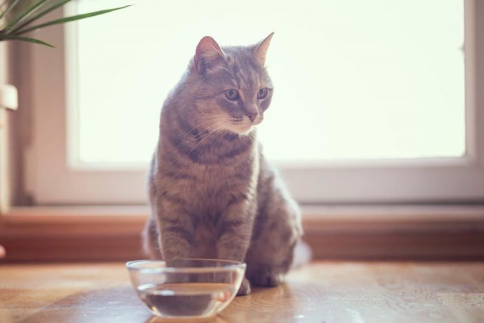 ¿Cómo conseguir la hidratación necesaria para que los gatos no sufran las altas temperaturas?