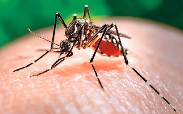 Google tiene un plan para eliminar mosquitos en todo el mundo