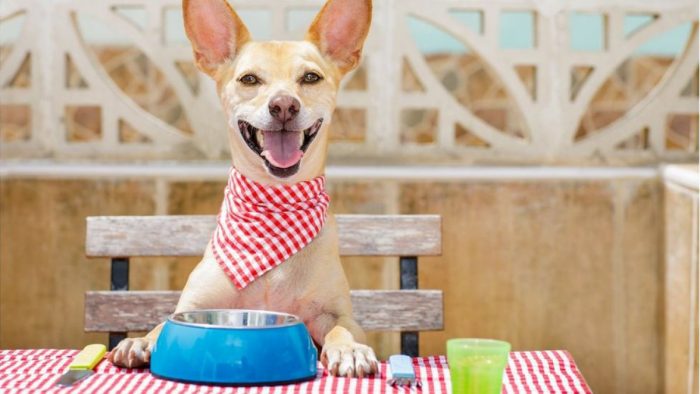 ¿Es mejor alimentar a las mascotas con comida casera o comida procesada?