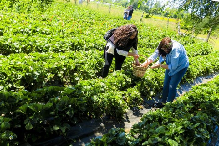 «Del huerto a la casa», la autocosecha de fruta florece en el sur de Chile