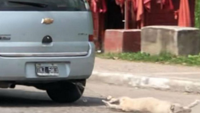 Brutal caso de maltrato animal en Argentina: hombre ata a su perro al auto y lo arrastra por la calle