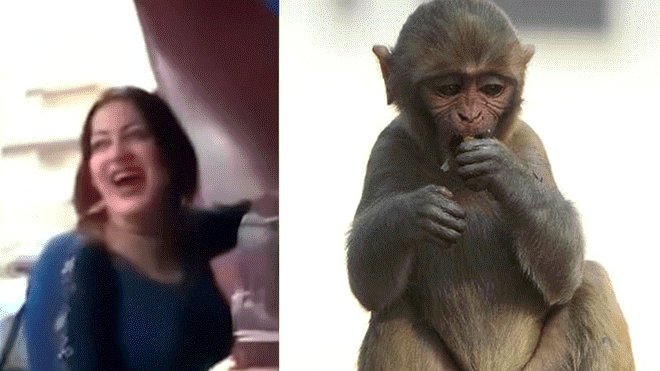 Condenan a tres años de cárcel a mujer que «acosó sexualmente» a un mono en Egipto