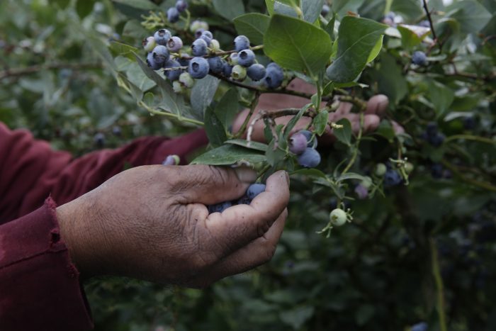 Efectos de la guerra comercial se sienten sobre las exportaciones de fruta chilena