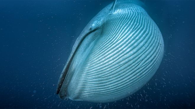El satélite que ayuda a hacer un exhaustivo conteo de las ballenas del mundo