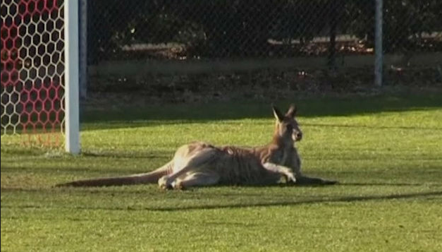 Canguro invade la cancha durante un partido de fútbol en Australia