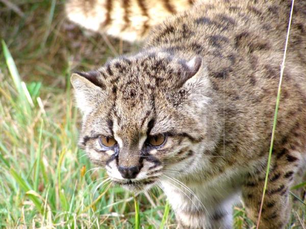Buscan revertir en Chile peligro de extinción de la güiña, un leopardo diminuto