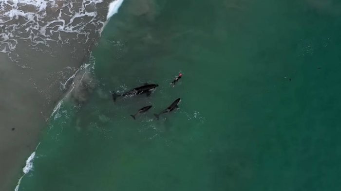 Impresionante registro de una familia de orcas jugando con una nadadora