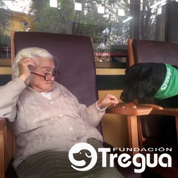 Canoterapia: perros que ayudan a personas de la tercera edad a mejorar su calidad de vida