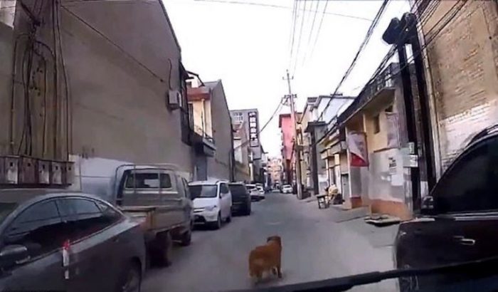 No la abandona: perro guía a una ambulancia hacia el lugar donde su dueño se había desmayado