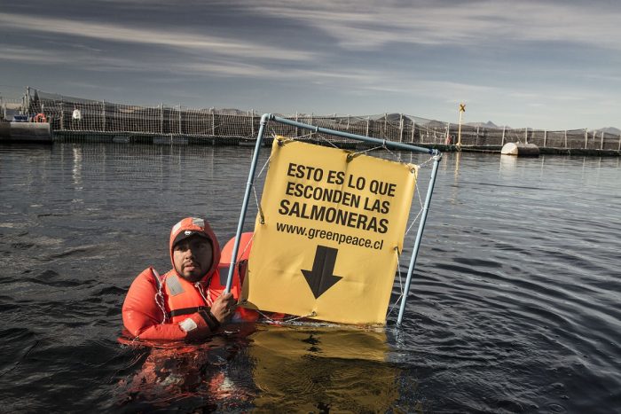 Greenpeace: «El doble escape de salmones muestra una industria digna de los Tres Chiflados»