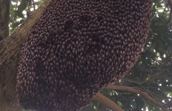 Un gigante nido de abejas realiza extraño movimiento para espantar depredadores