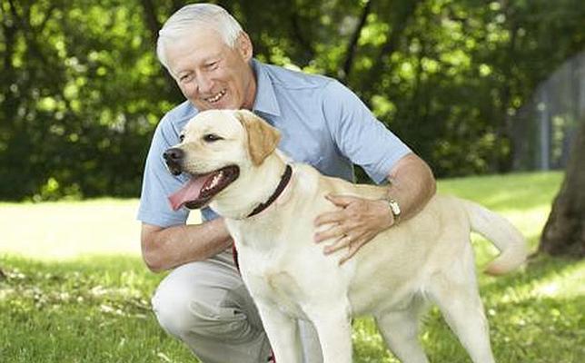 Diabetes, traumas y edad avanzada son las principales causas de la ceguera canina