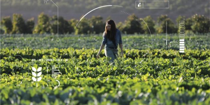 Agricultura inteligente: chilenos crean tecnología para monitorear cultivos desde el celular