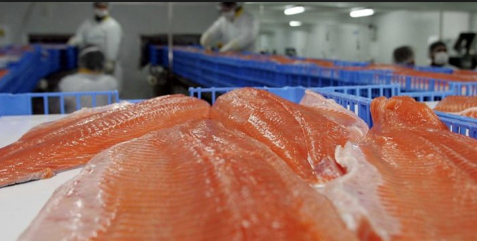 Quiénes son los peces gordos de la cuestionada industria salmonera: flujo de capitales renueva la propiedad del sector