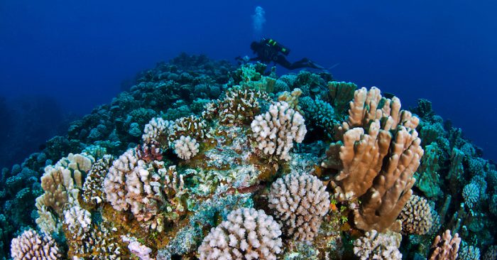 Científicos descubren que los corales necesitan una década para recuperarse del blanqueo