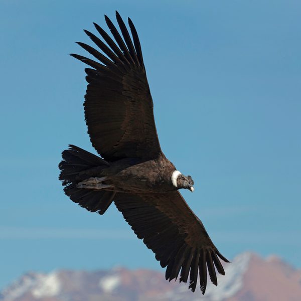 Cóndores en Chile: vuelan sobre 4.500 metros, viajan más de 600 km y comen en rellenos sanitarios