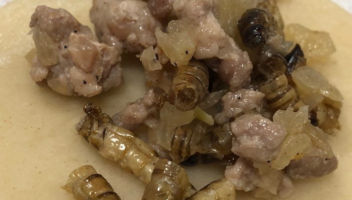 Entomofagia: ¿comerías una empanada hecha con larvas?