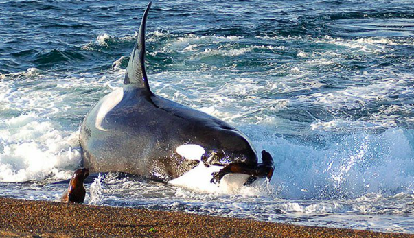 Avistan nuevo tipo de ballena depredadora y no descrita por la ciencia en la Patagonia chilena