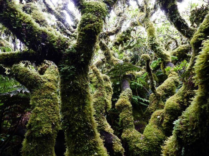 Charlas Entre Mate&Ciencia: Efectos del cambio climático en los bosques en Biblioteca Regional de Coyhaique