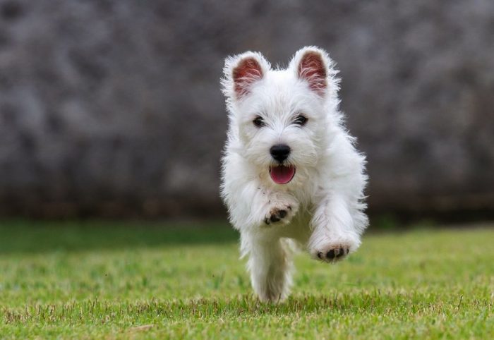 Cuidado: automedicar con fármacos para humanos a tu mascota puede llevar a serios daños hepáticos