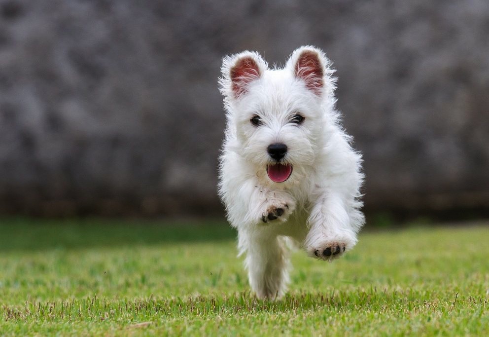 Animal é Tri - *MEDICAMENTOS PARA ANIMAIS CARDIOPATAS/HIPERTENSOS* Para  peludinhos que estejam sob responsabilidade de Voluntários, sejam  independentes ou de algum grupo, temos as medicações do cartaz disponíveis  para doação. Por favor