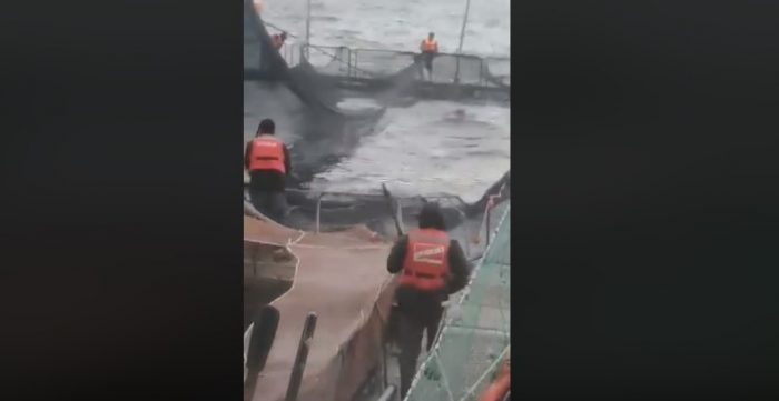 Denuncian a trabajadores de salmonera por matar con arpones a un lobo marino en Melinka
