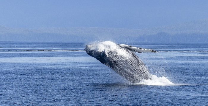 Investigadores determinan que las ballenas jorobadas es el animal más complejo del mundo acústicamente
